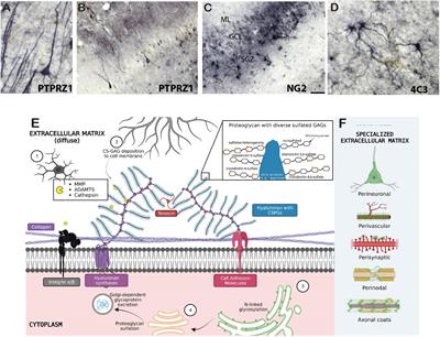Dynamic regulation of the extracellular matrix in reward memory processes: a question of time